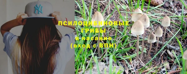 стафф Вязьма